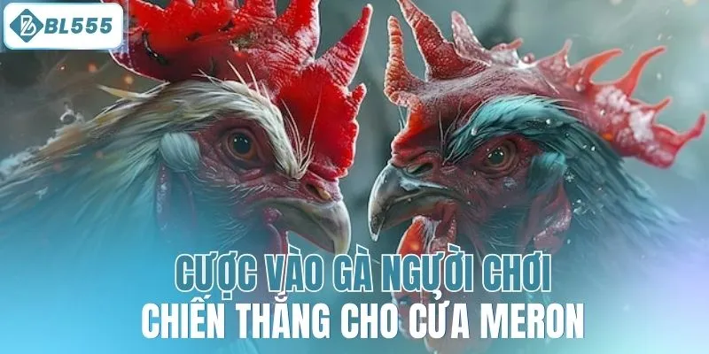 Cược vào gà người chơi chiến thắng cho cửa Meron