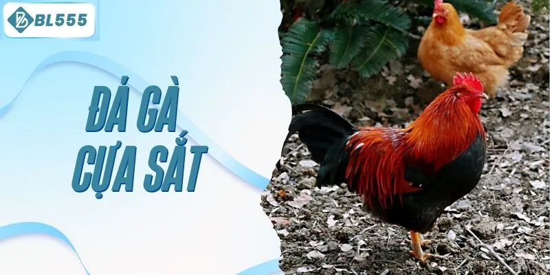 đá gà cựa sắt
