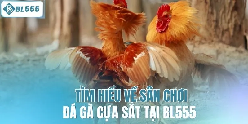 Tìm hiểu về sân chơi đá gà cựa sắt tại BL555