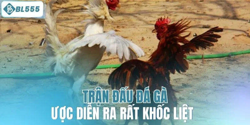 Trận đấu đá gà được diễn ra rất khốc liệt